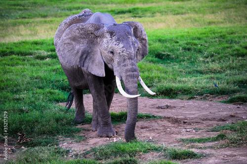 Baby elephant