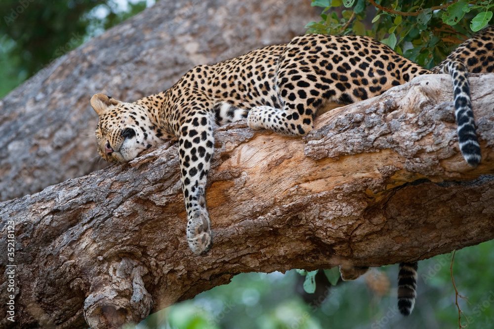Sleeping leopards Sleeping leopards