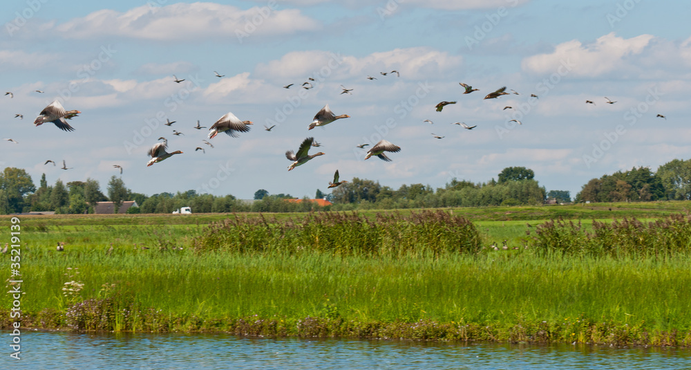 Flying geese in a Dutch landscape