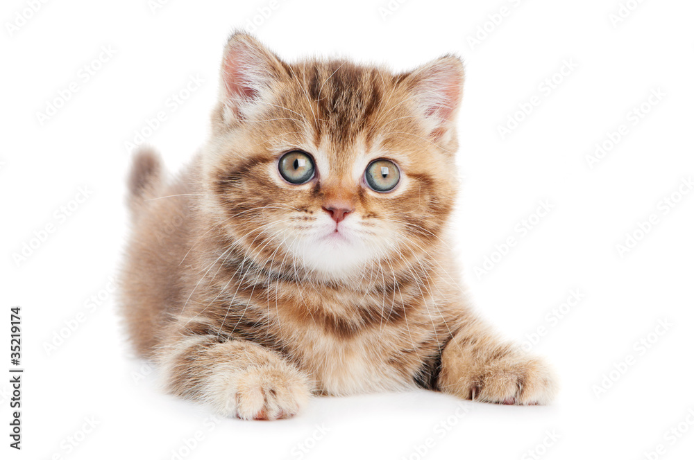British Shorthair kitten cat isolated