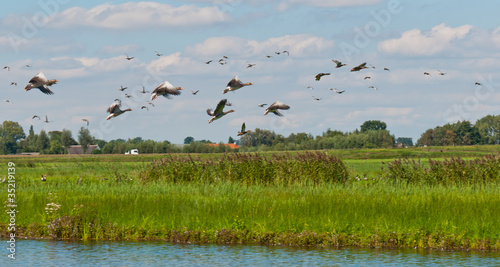 Flying geese in a Dutch landscape © Ruud Morijn