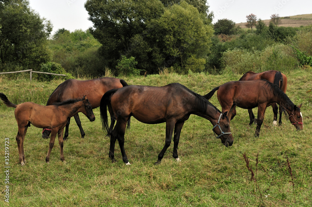 animals, brown, country, farmland, nature, horses animals, brown, country, farmland, nature, horses