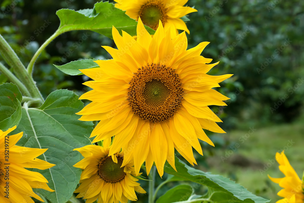 Fototapeta premium Sunflower during summer