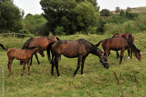 animals, brown, country, farmland, nature, horses © jurewicz