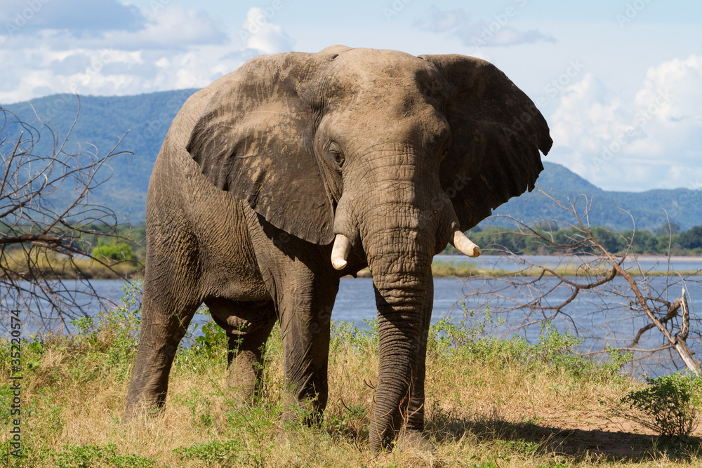 Obraz premium Mana pools elephant