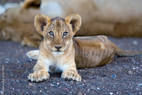 Lion cub in riverbed