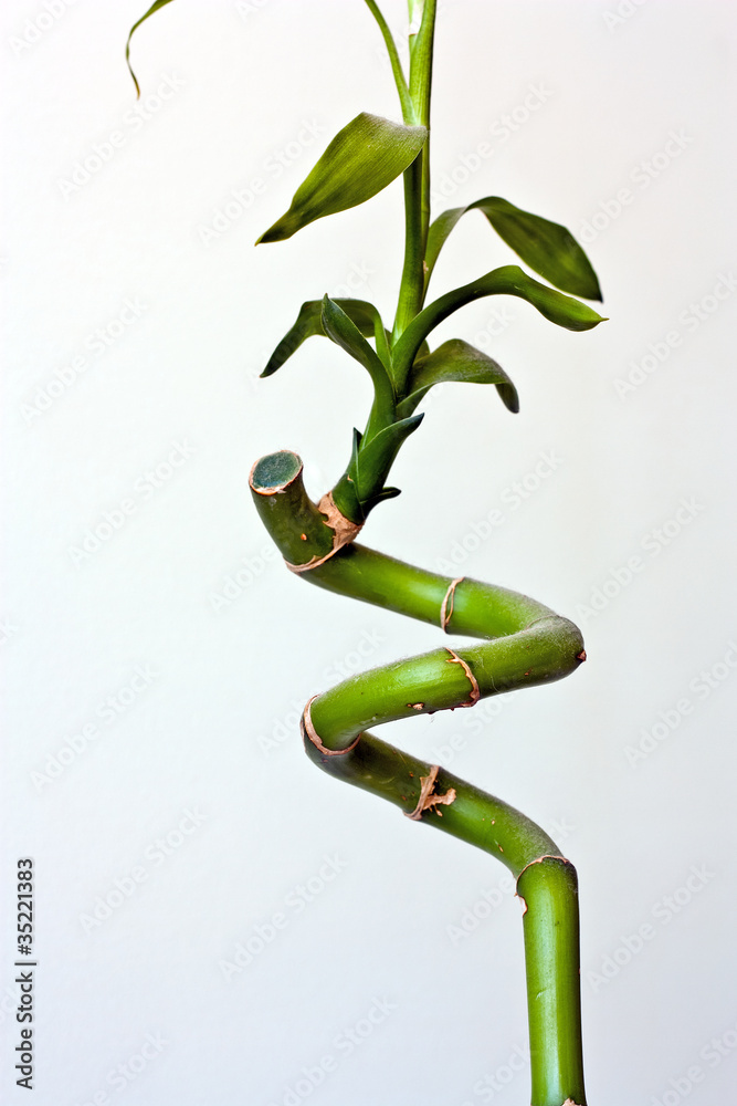 Fototapeta premium Bamboo Front