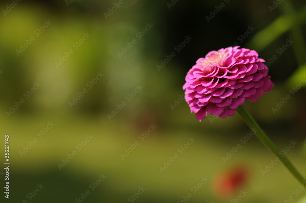 Fleur Boule Violette Photos | Adobe Stock