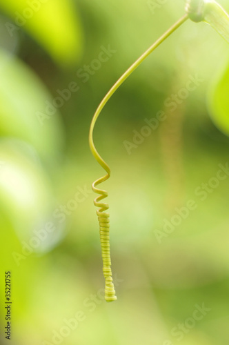 Konstfotografi Etrangeté Florale