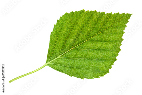 Birch leaf