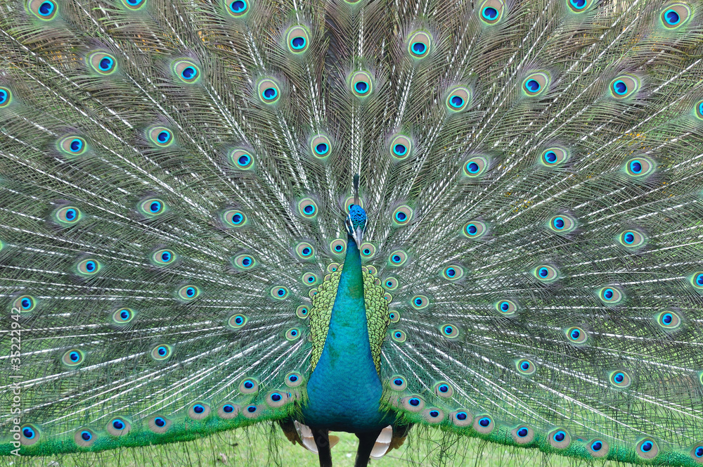 Obraz premium Peacock