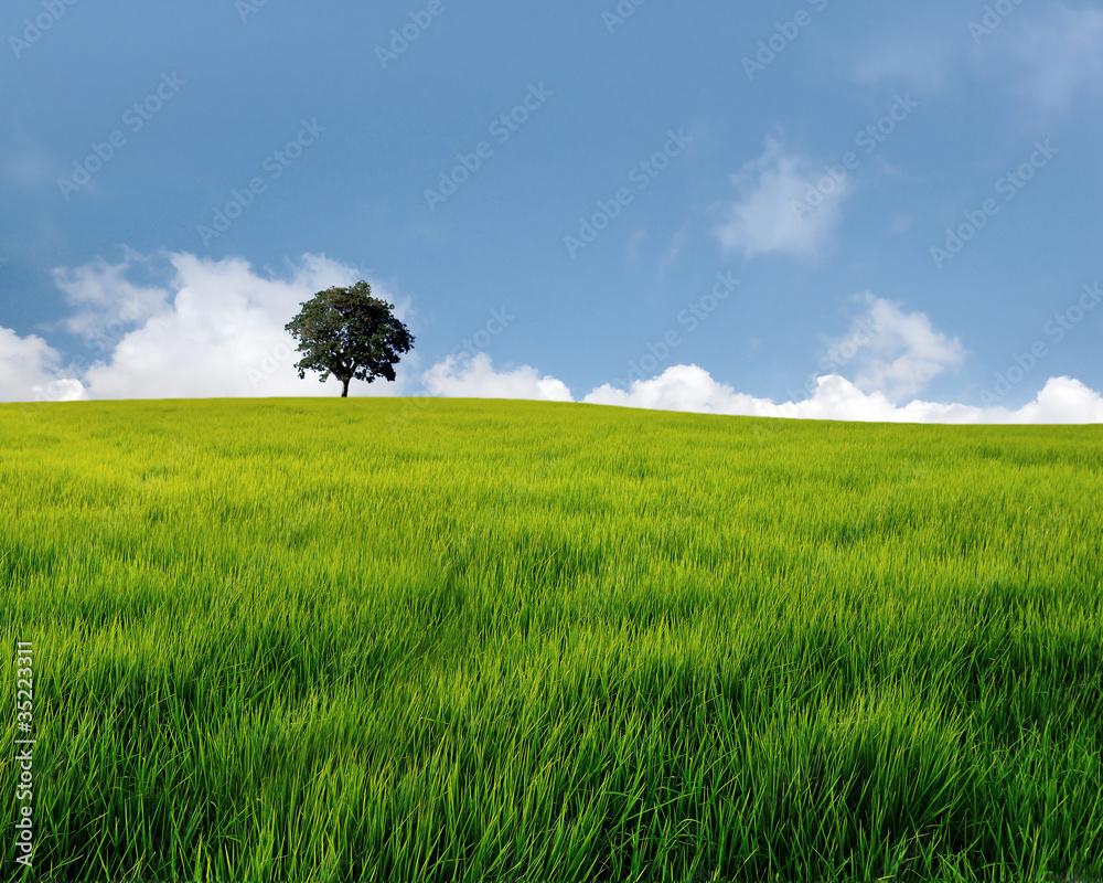alone tree on grass field
