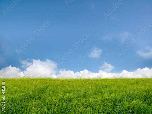 Grass filed with blue sky