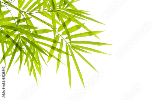 bamboo with isolated white background