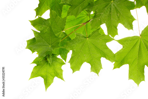 green maple leafs isolated on white