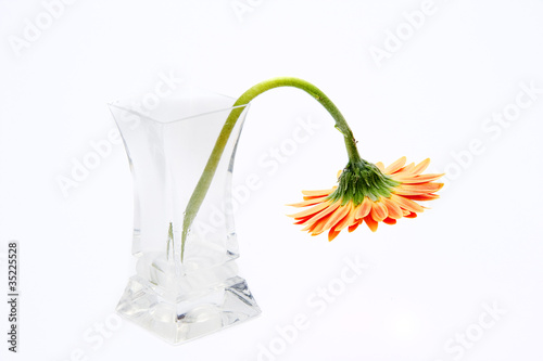 Gerbera daisy flower in glass vase isolated on white background