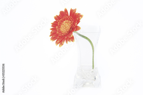 Valokuva Gerbera daisy flower in glass vase isolated on white background