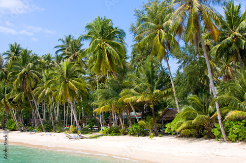 Coconut palm trees on summer beach