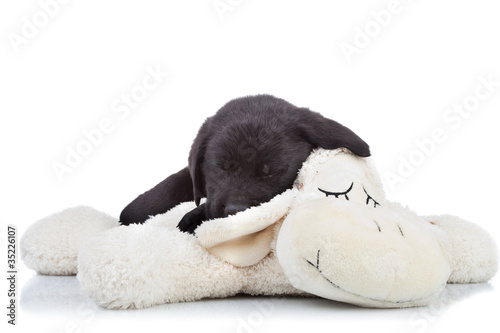 black labrador puppy sleeping
