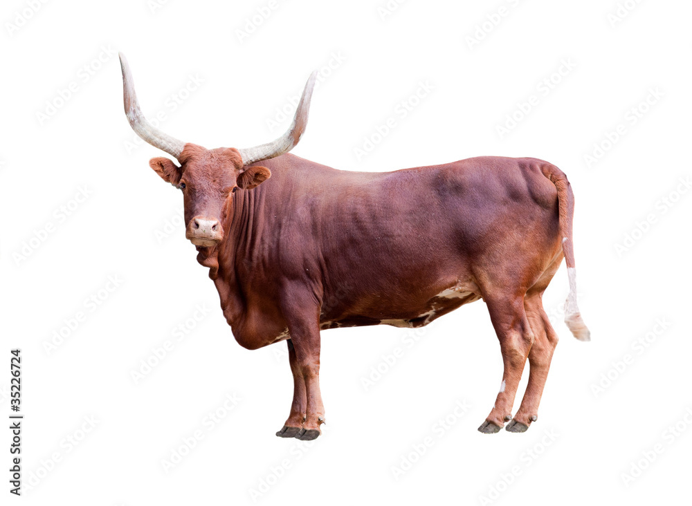 brown bull isolated on whit - obrazy, fototapety, plakaty 