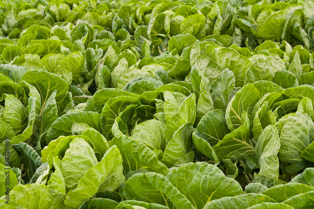 Green Cabbage Field Green Cabbage Field