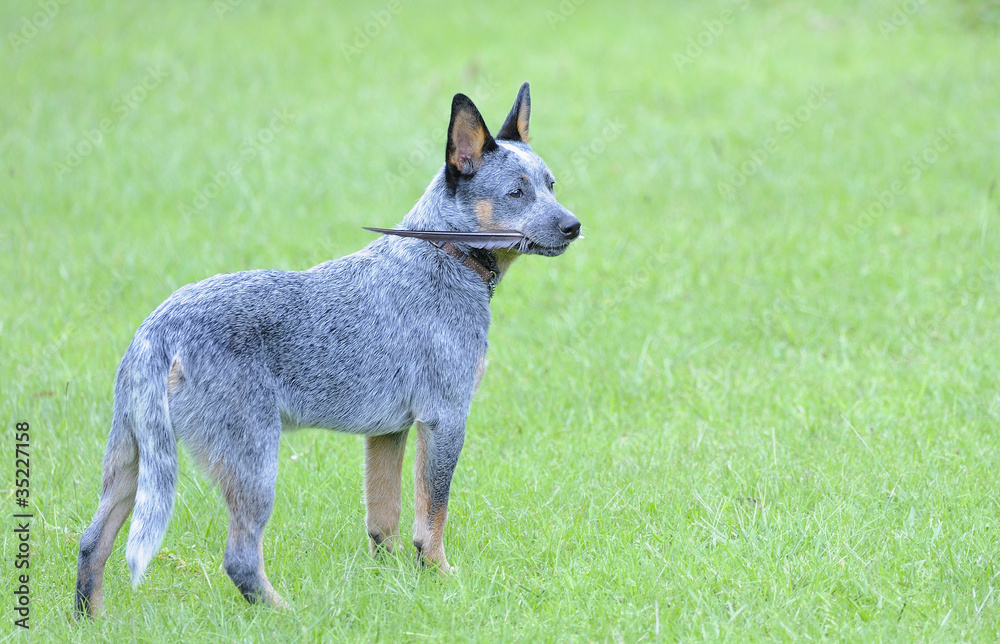 Australian Cattle Dog puppy with feather Australian Cattle Dog puppy with feather