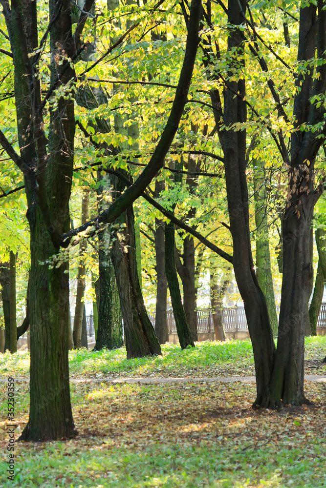 Fototapeta premium summer park