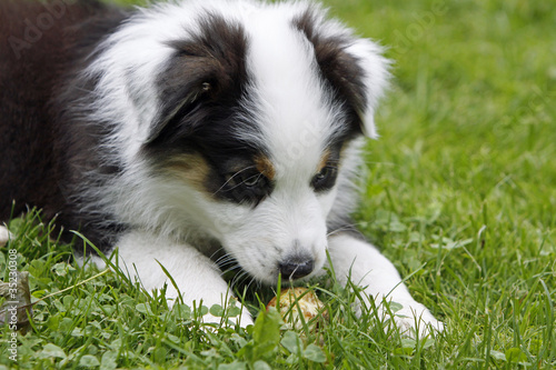 Australian Shepherd Welpe