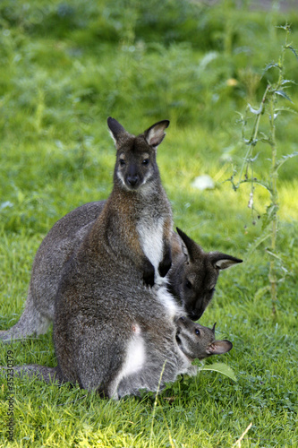 Bennett-Känguru-Familie