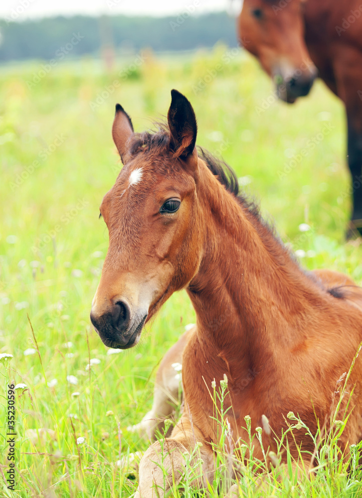 laeing pretty little foal in field laeing pretty little foal in field