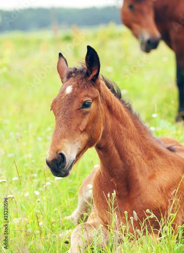 laeing pretty little  foal in field