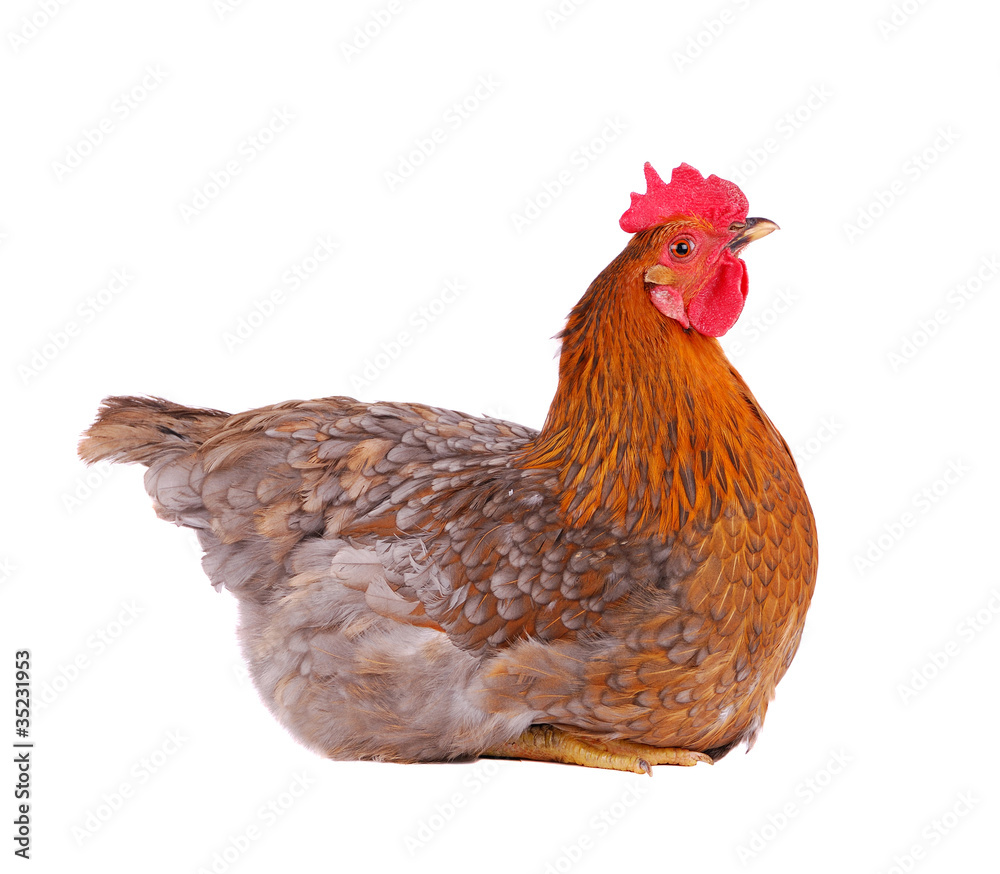 Fototapeta premium Chicken isolated on white.