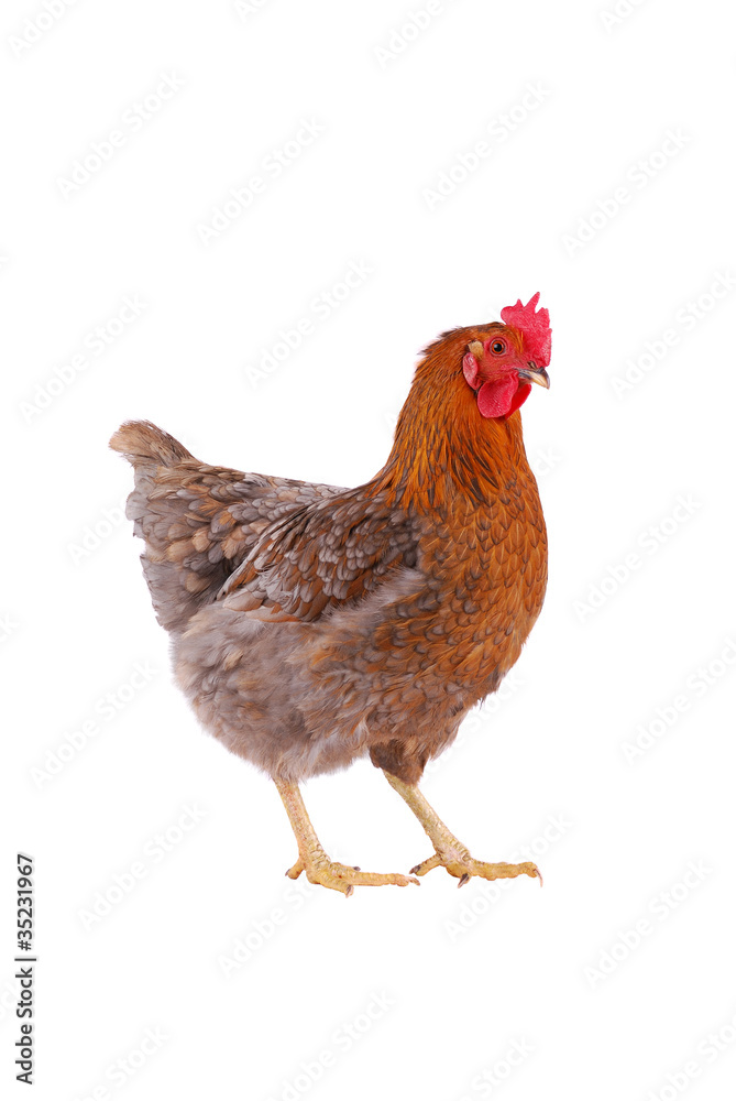 Chicken isolated on white.