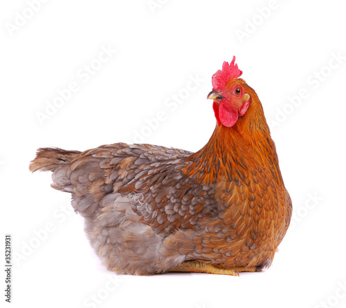 Chicken isolated on white.