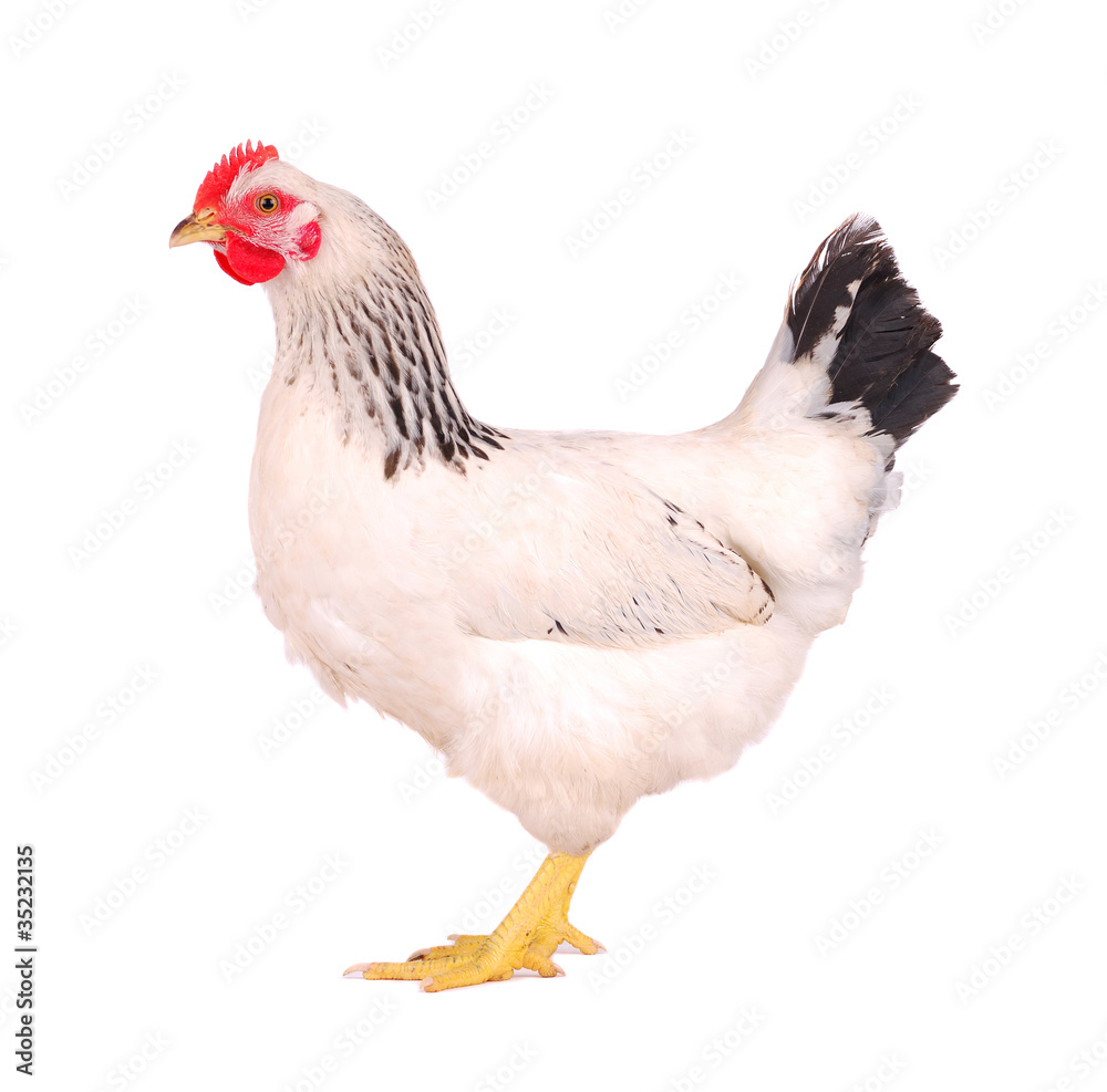 Fototapeta premium White hen on white.