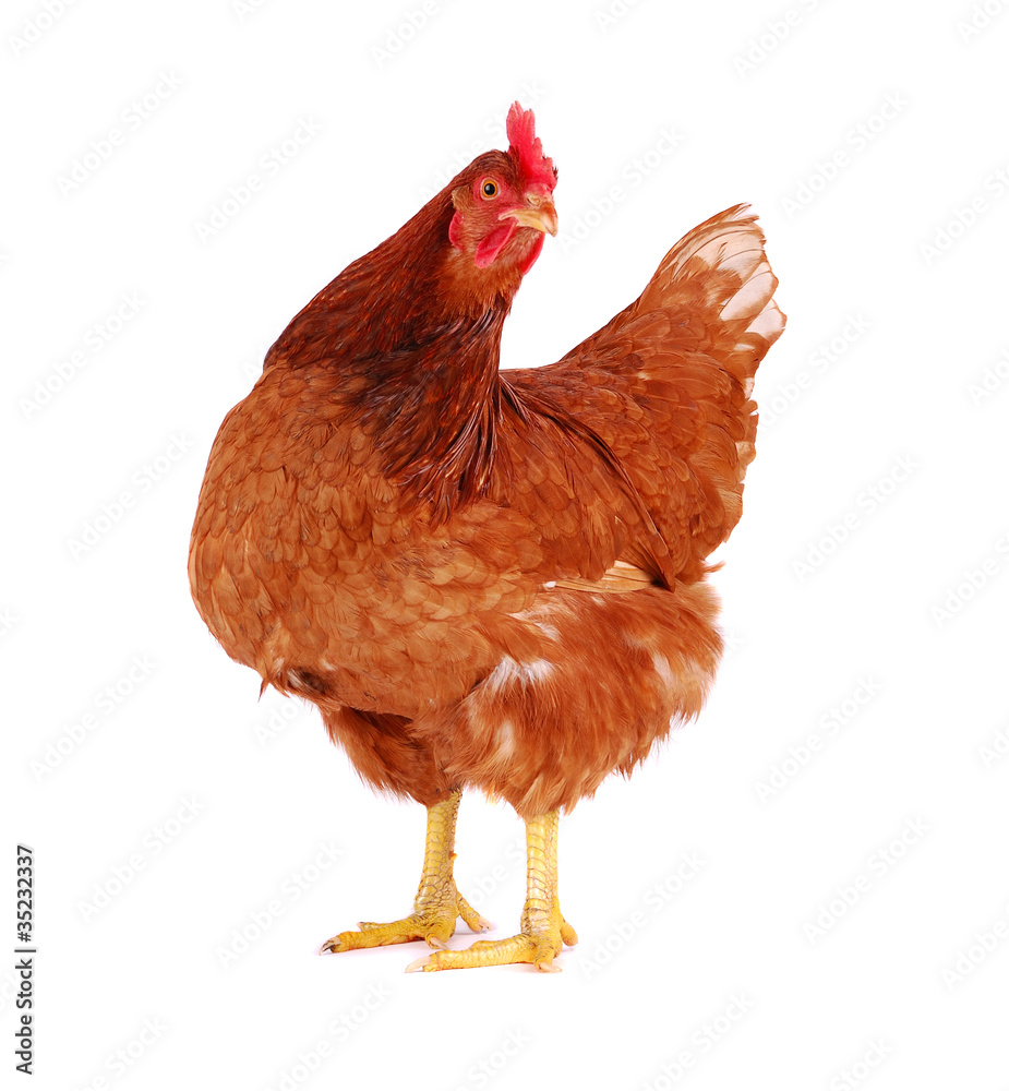 Obraz na plátně Hen isolated on white.