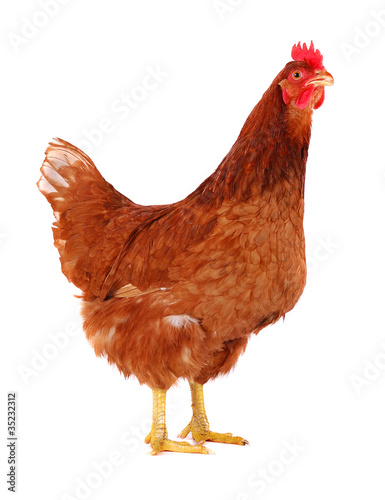 Hen isolated on white.