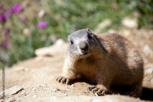 Marmotta delle Alpi