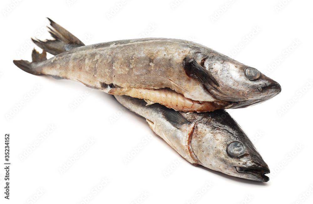 cod fish cod fish