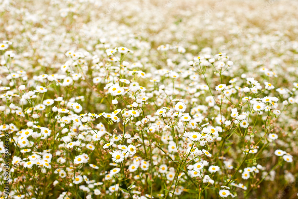 background of flowers