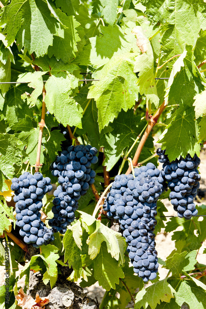 red grape, La Rioja, Spain