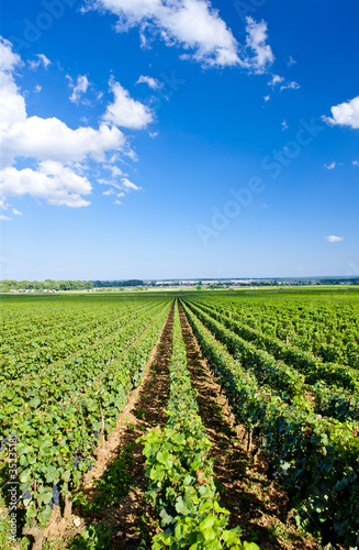 vineyard  Burgundy  France