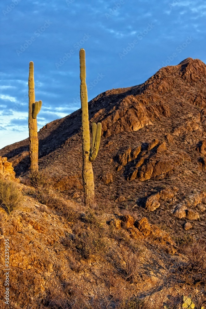 Desert Landscape of Saguaro National Park Desert Landscape of Saguaro National Park