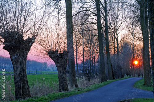 Pollard willows in polder landscape at sunset photo