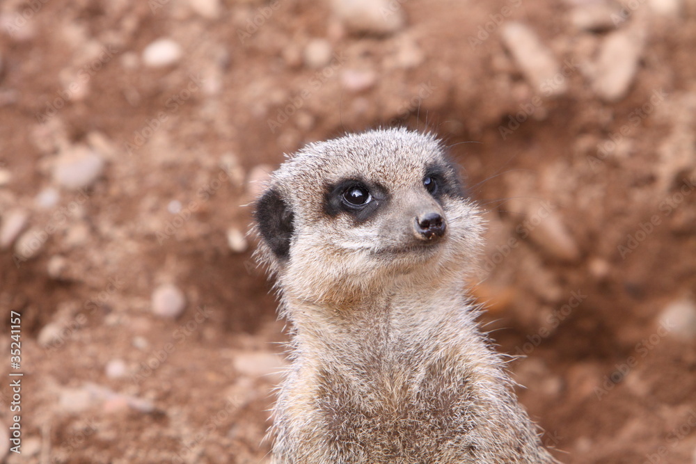 Fototapeta premium Meerkat Suricata suricatta