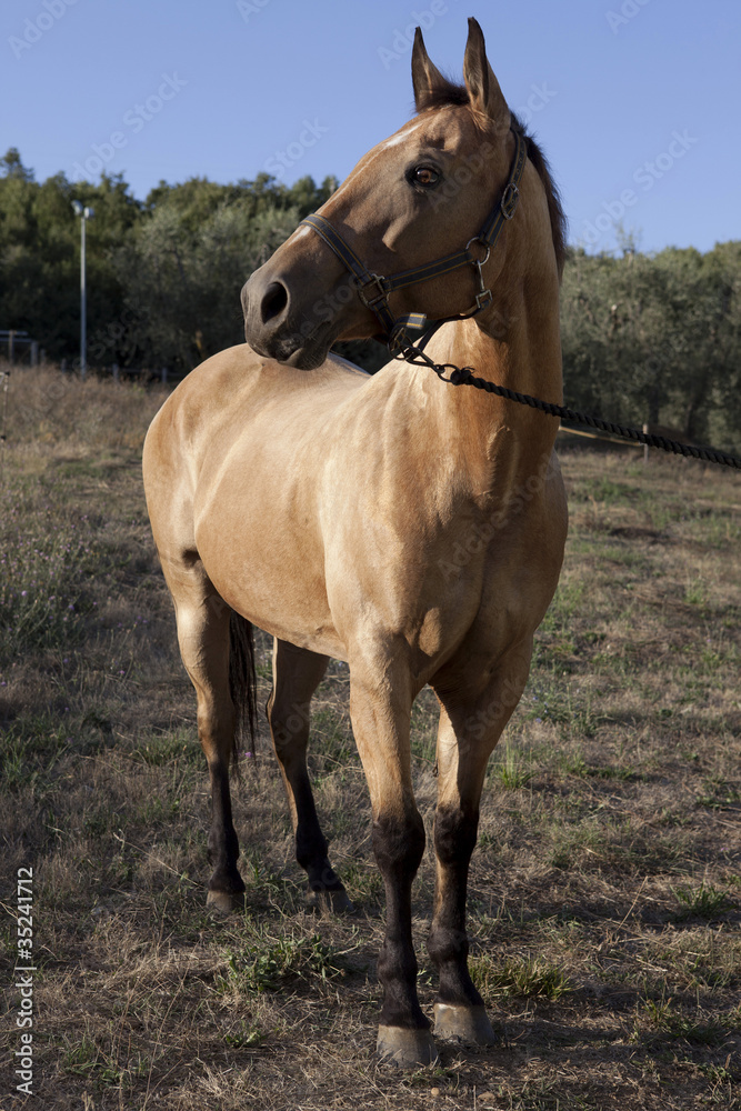 Obraz premium Cavallo elegante