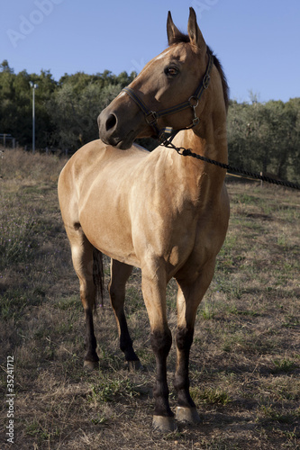 Cavallo elegante