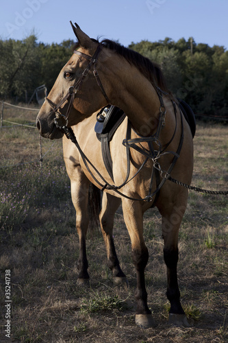 Cavallo elegante © mninni