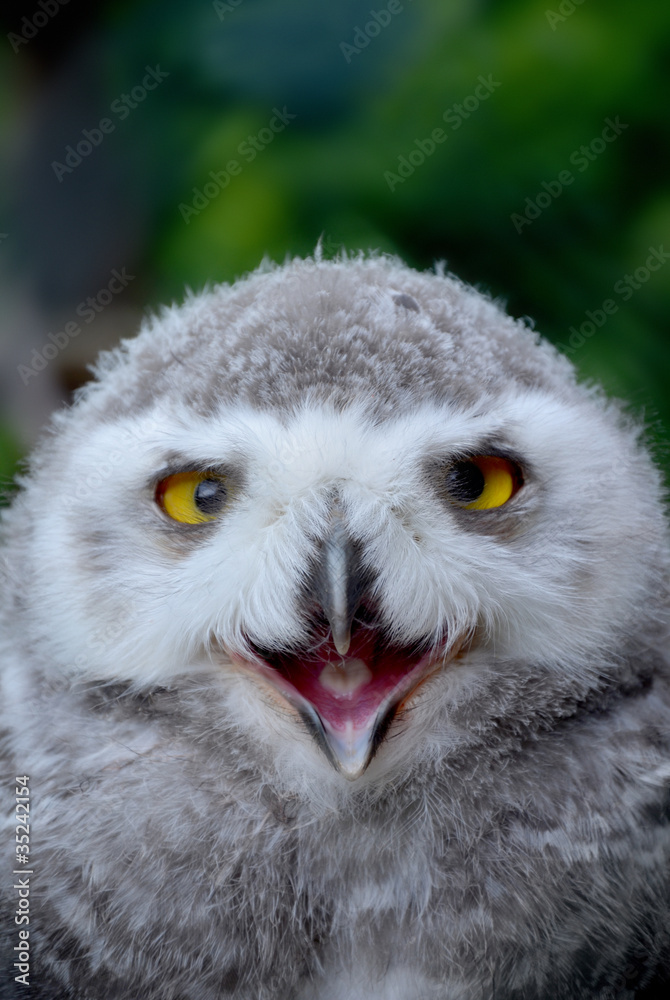 Obraz premium Snow Owl Pup