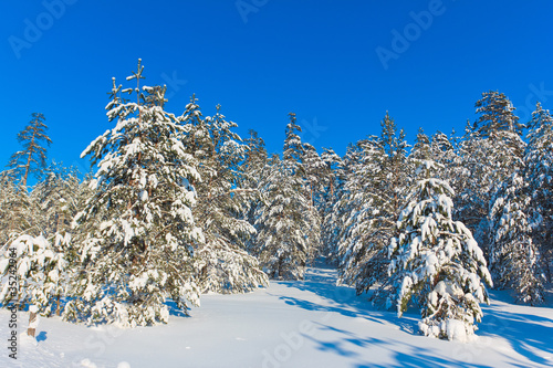Bright Winter Landscape with a lot of Snow